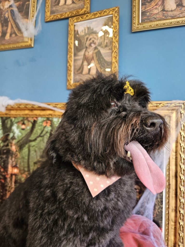 Anne, Poodle atendido na Realeza Pets