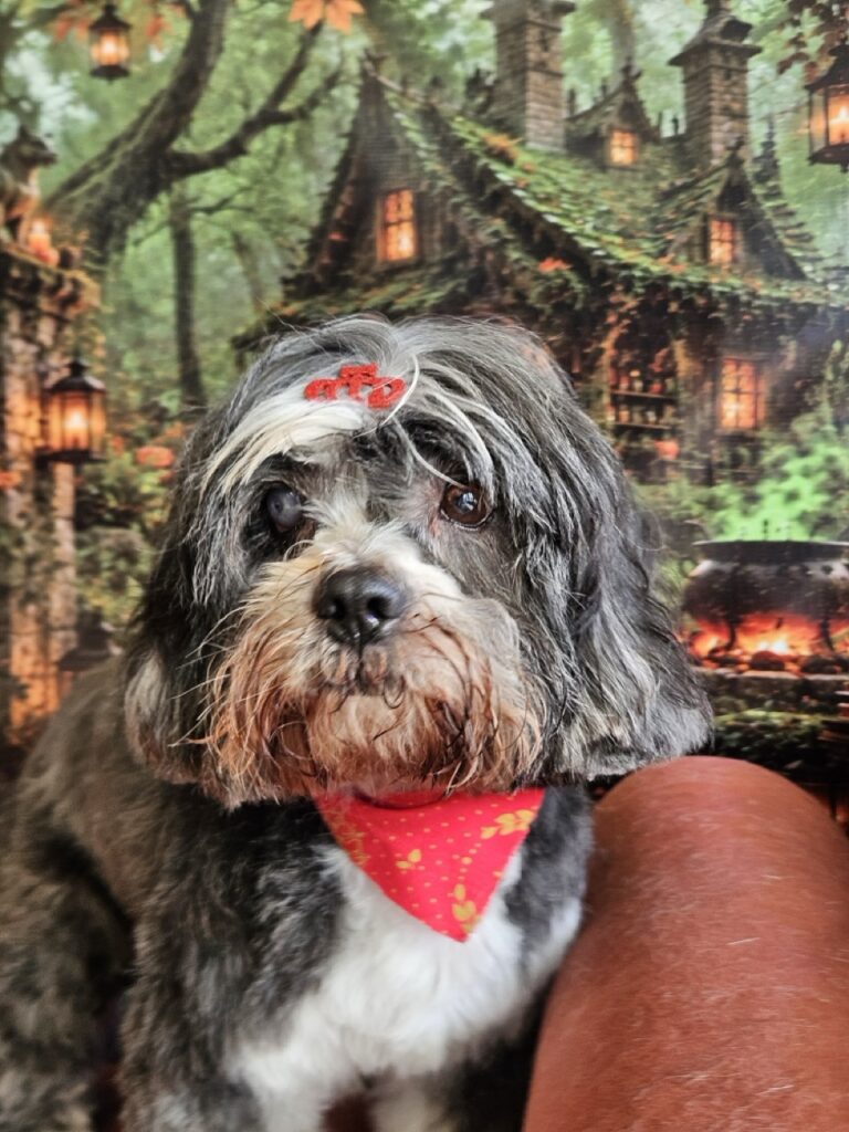Sony, Lhasa atendido na Realeza Pets