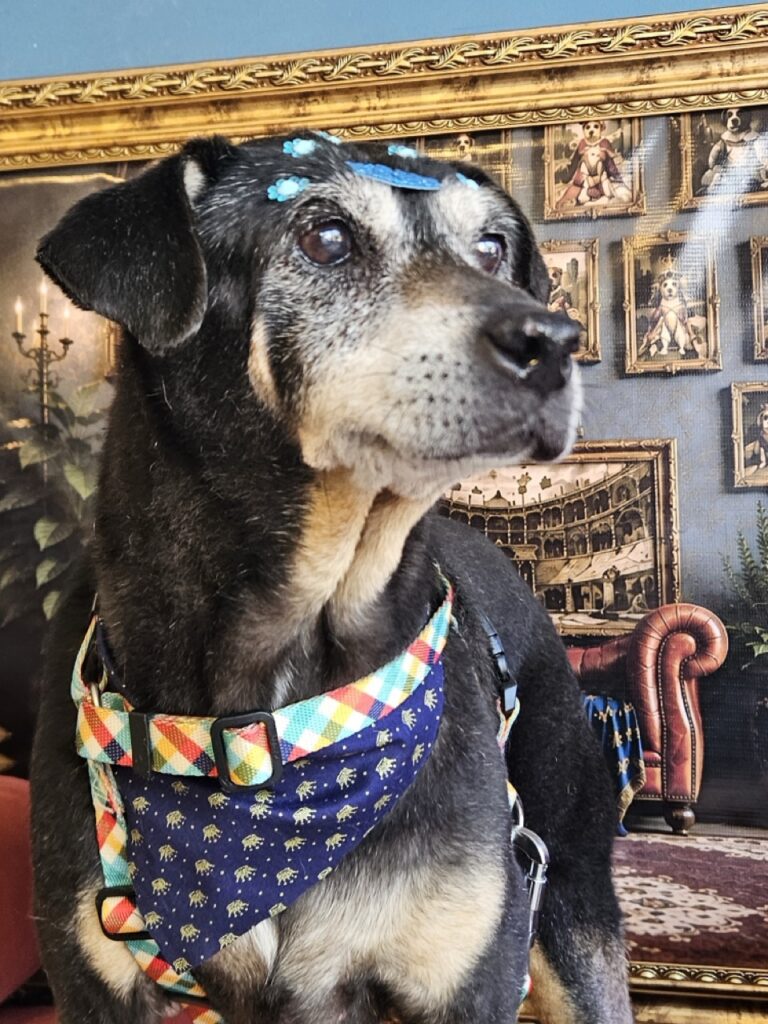 Cacau, SRD atendido na Realeza Pets