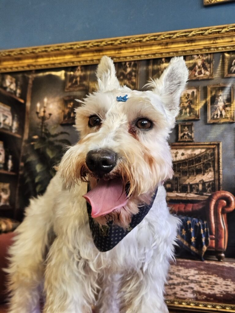 Freud, Schnauzer atendido na Realeza Pets