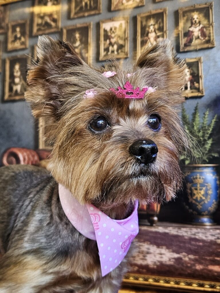 Mel, Yorkshire atendido na Realeza Pets
