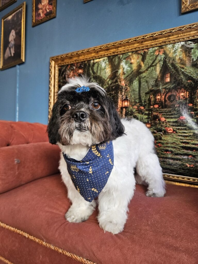 Floquinho, Lhasa atendido na Realeza Pets
