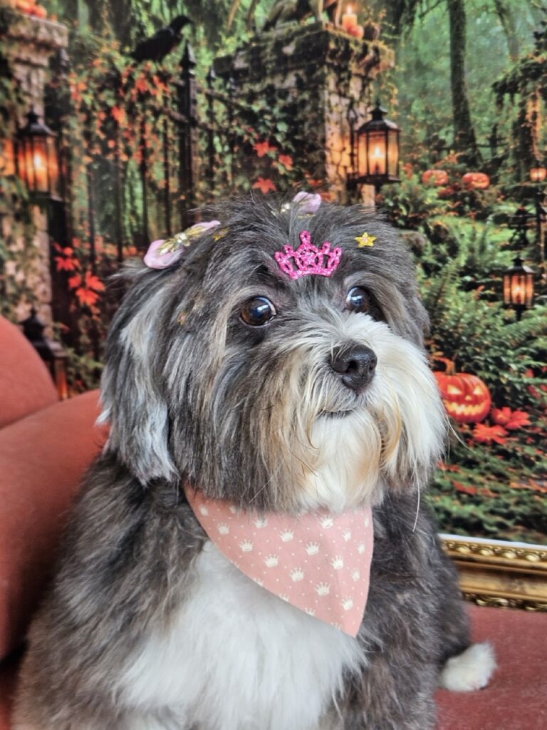 Maya, Lhasa atendido na Realeza Pets