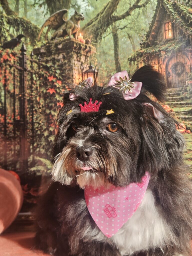 Zoe Maria na Realeza Pets, foto 5