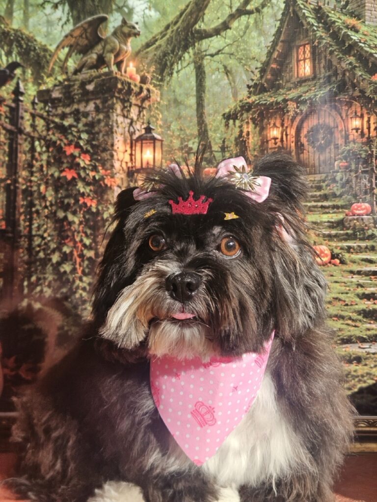 Zoe Maria, Lhasa atendido na Realeza Pets