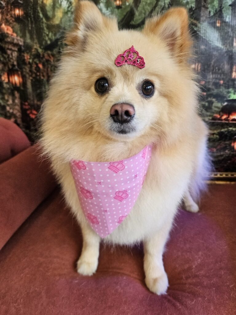 Flor, Spitz atendido na Realeza Pets