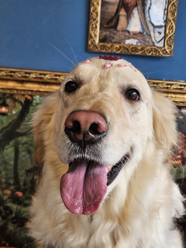 Gaia, Golden Retriever atendido na Realeza Pets