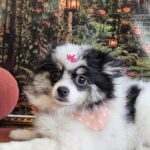 Zoe