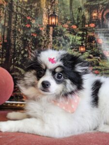 Zoe