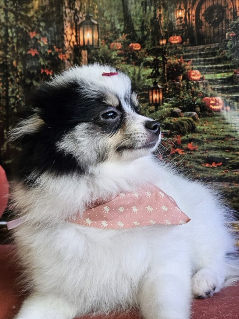 Foto de capa