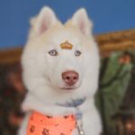 Koda