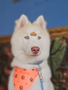 Koda