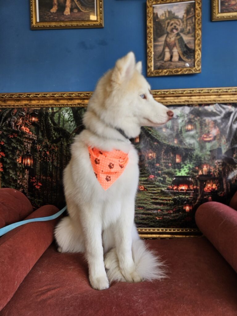 Koda na Realeza Pets, foto 5