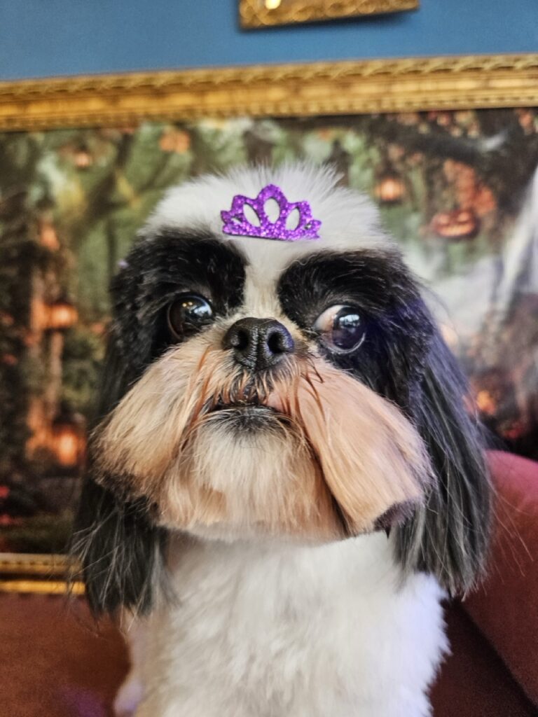 Maya, Shih Tzu atendido na Realeza Pets
