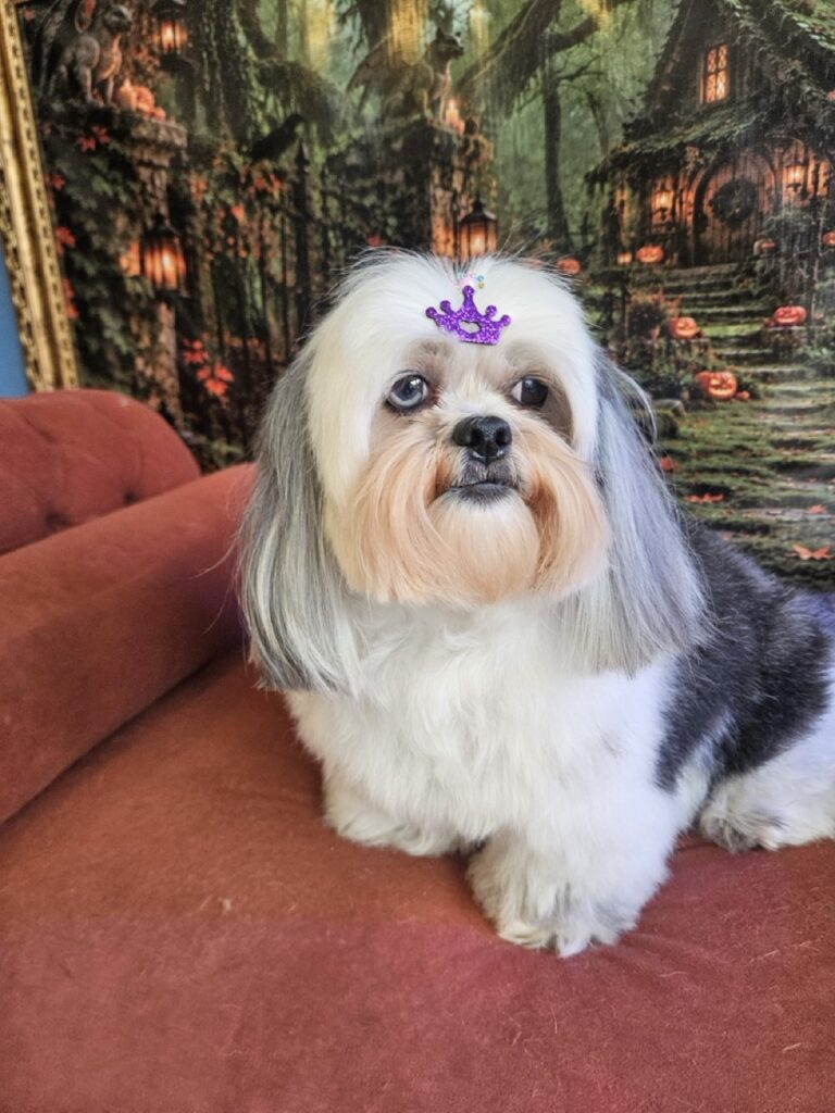 Filomena, Lhasa atendido na Realeza Pets