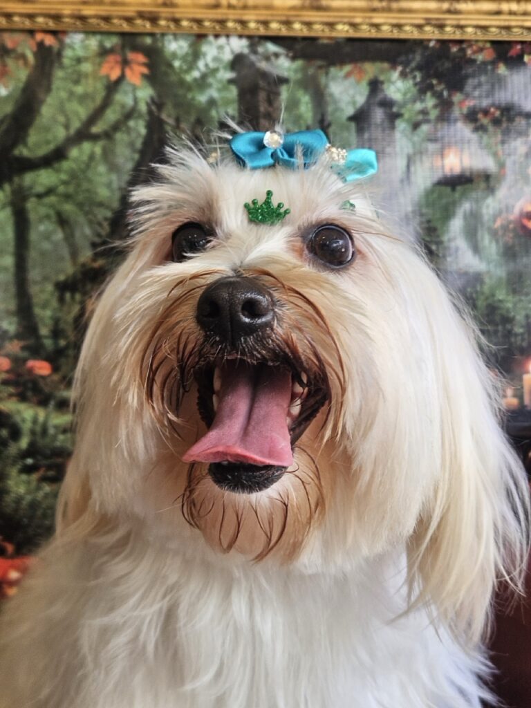 Kira, SRD atendido na Realeza Pets