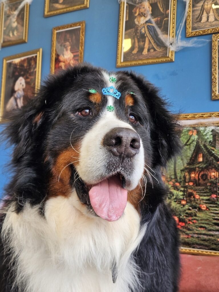 Frodo, Bernese atendido na Realeza Pets