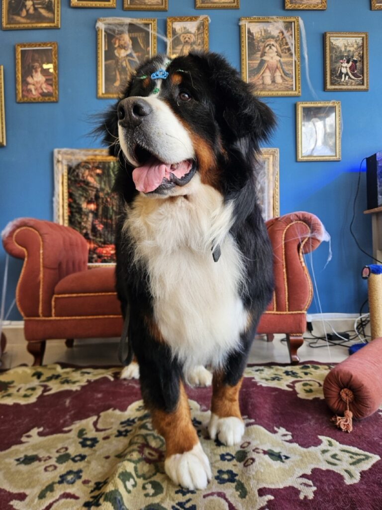 Foto de capa