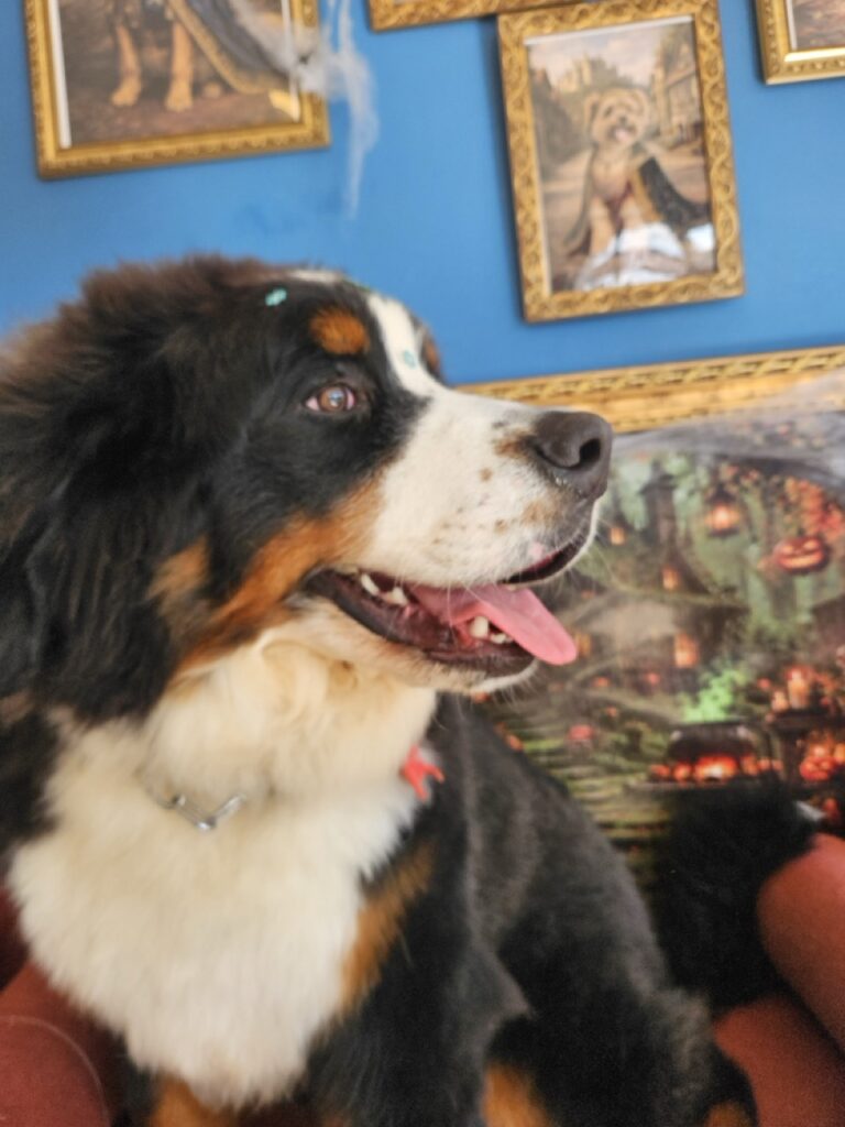 Olliver, Bernese atendido na Realeza Pets