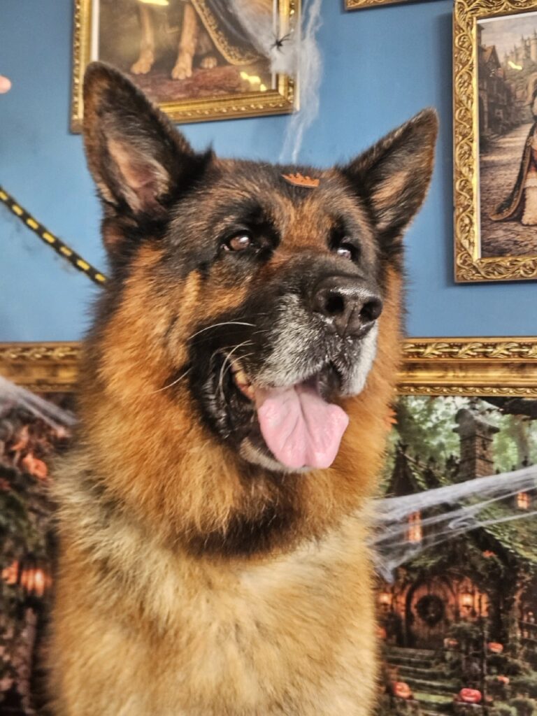 Thorin, Pastor Alemão atendido na Realeza Pets