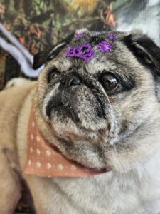 Abigail
