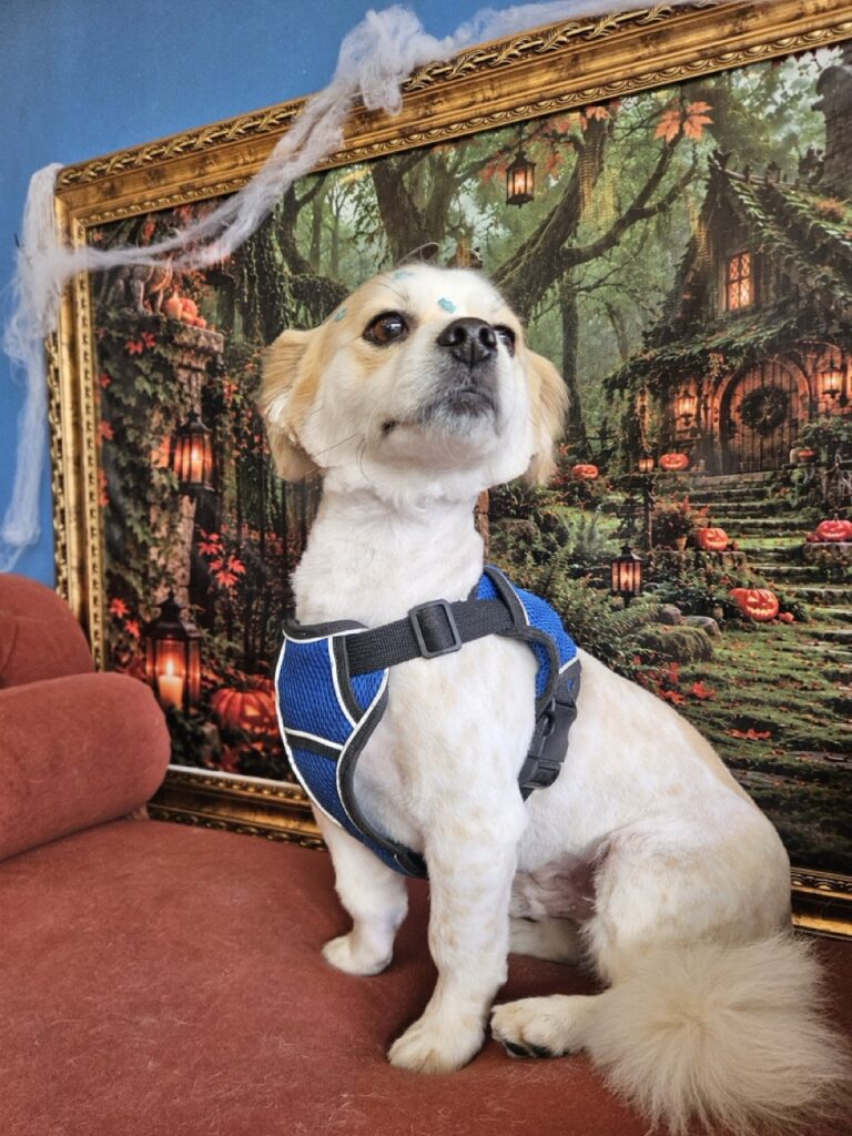 Foto de capa
