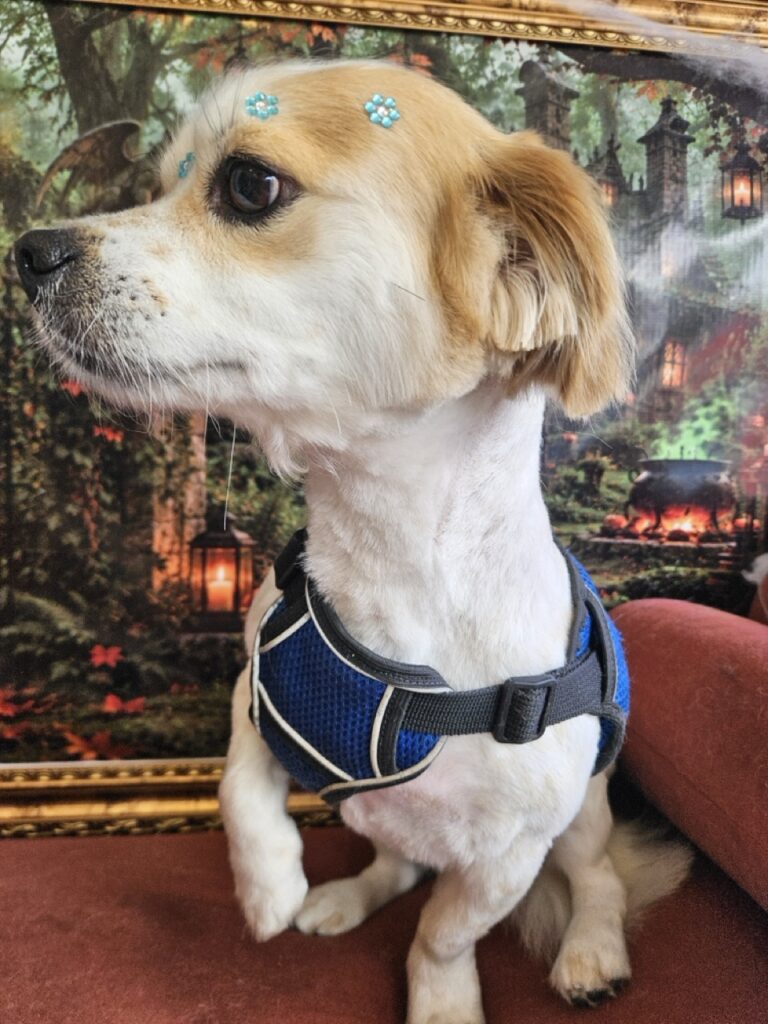 Foto de capa