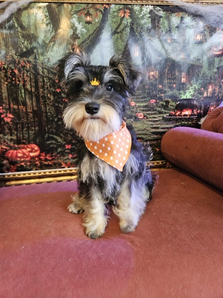 Mango, Schnauzer atendido na Realeza Pets